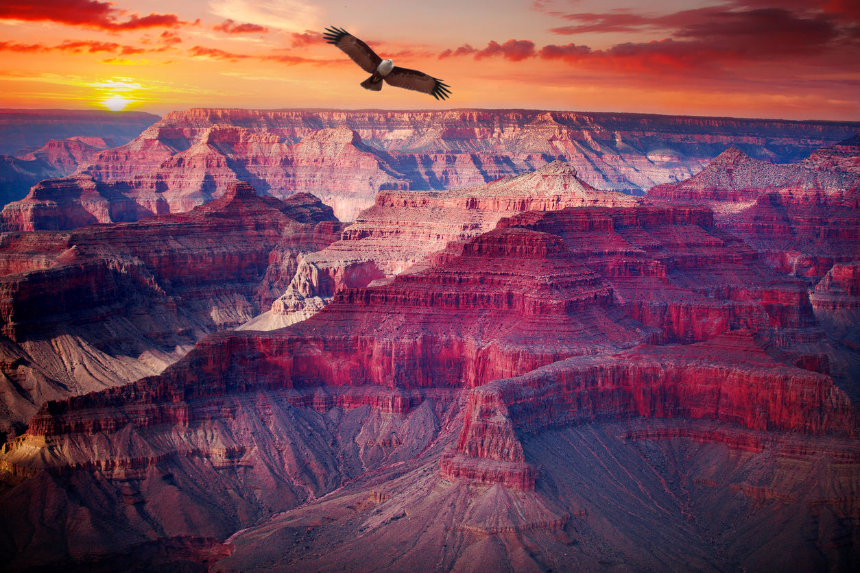 Bald Eagle flying over the Grand Canyon at sunset.