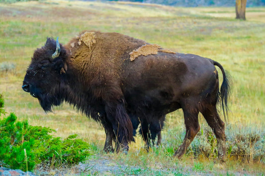 ADAPT TO CHANGE OR FOLLOW THE BUFFALO