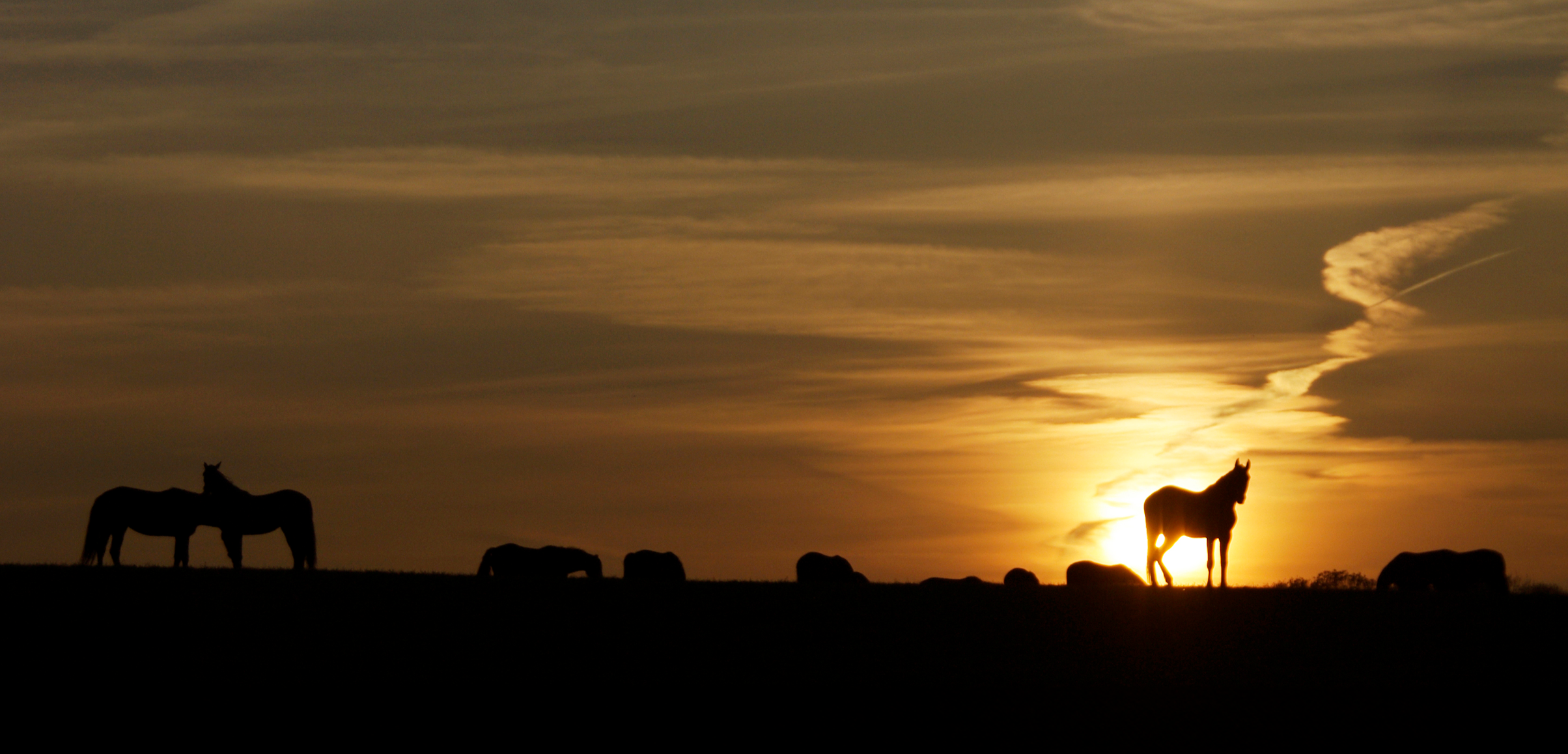 Horses silhouetted by sunset